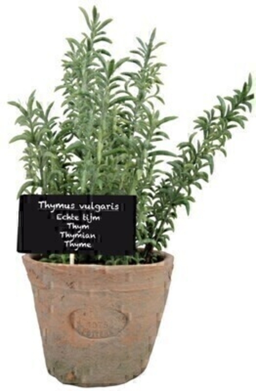 Artificial Thyme plant in aged terracotta pot (large) with wooden plant label with the name of the herb (in Latin Dutch French German and English) in an aged Terracotta pot. Needs no watering! Size: 14 x 12.2 x 26.2cm